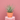 Aloe Arborescens