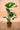 The Memento Plant Repotting Guide