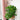 The Plant Porn Edit: Pilea Peperomiodes