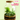 Build a Terrarium — Make Something Together at Memento Belfast