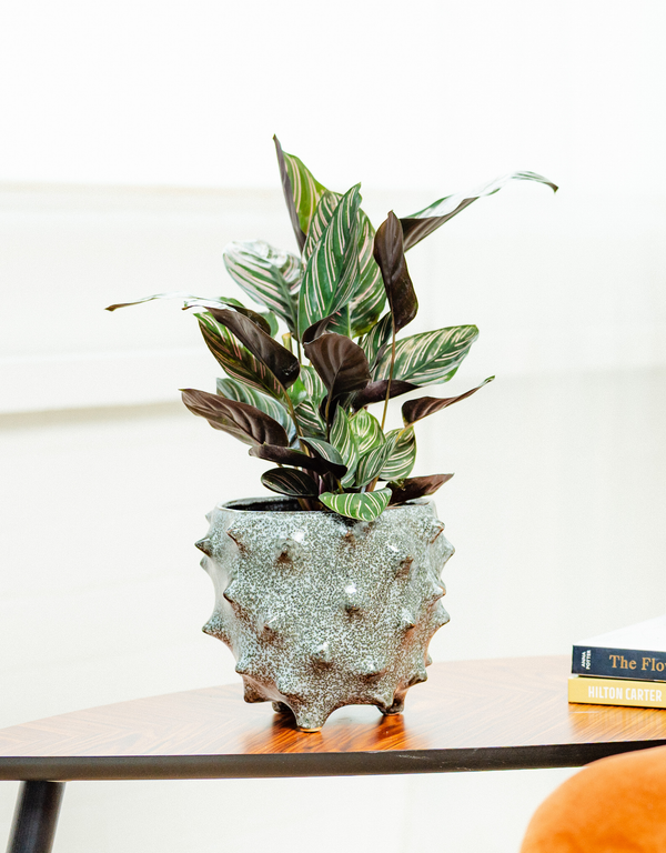 Calathea Ornata 'Pinstripe Plant'