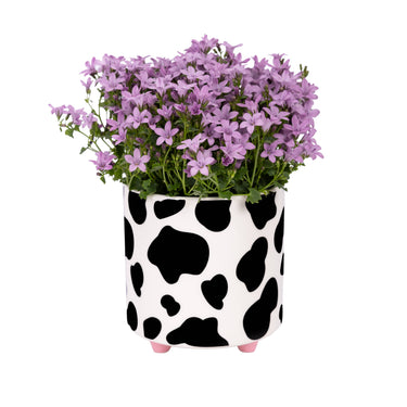 Cow Print Planter