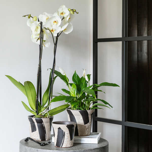 Rowen Brushstroke Tapered Planter H12.5cm D13.5cm