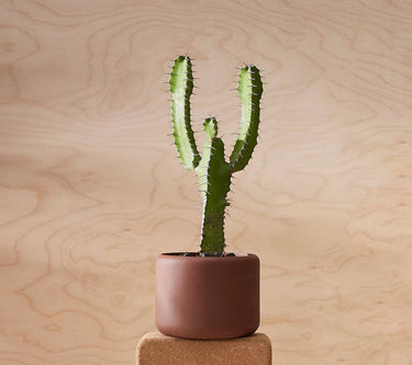 Porcelain Plant Pot SMALL