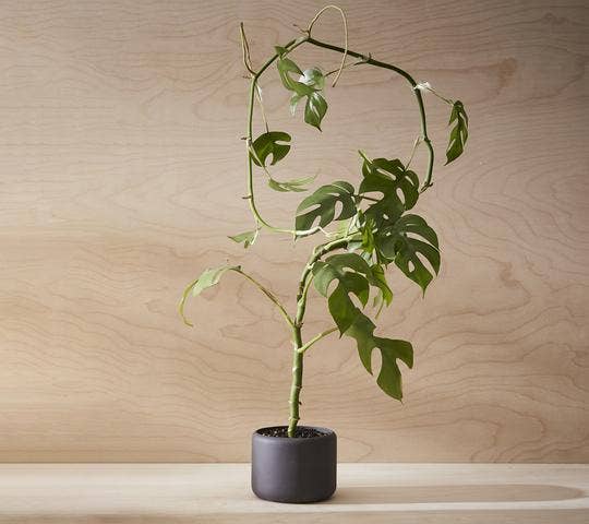 Porcelain Plant Pot SMALL