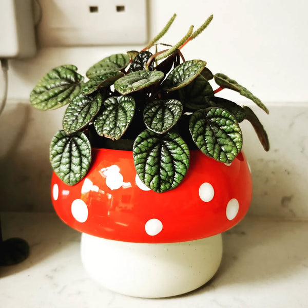 Red Mushroom Large Planter