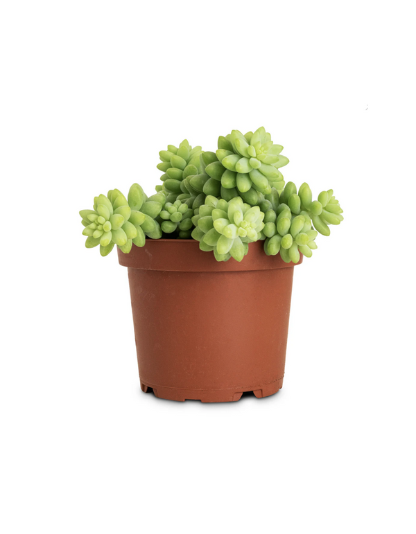 Sedum Burrito 'Donkey Tail'