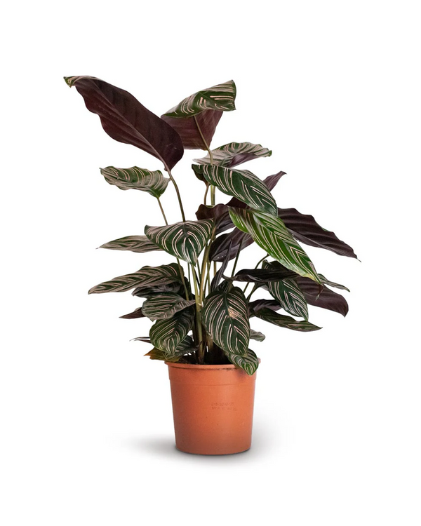 Calathea Ornata - Pinstripe Plant