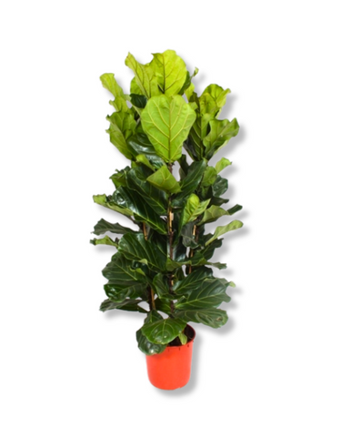 Ficus Lyrata 'Fiddle Leaf Fig'