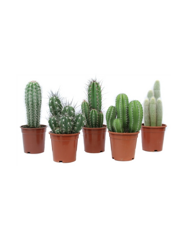 Cactus - Lucky dip