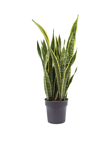 Sansevieria Laurentii - Snake Plant