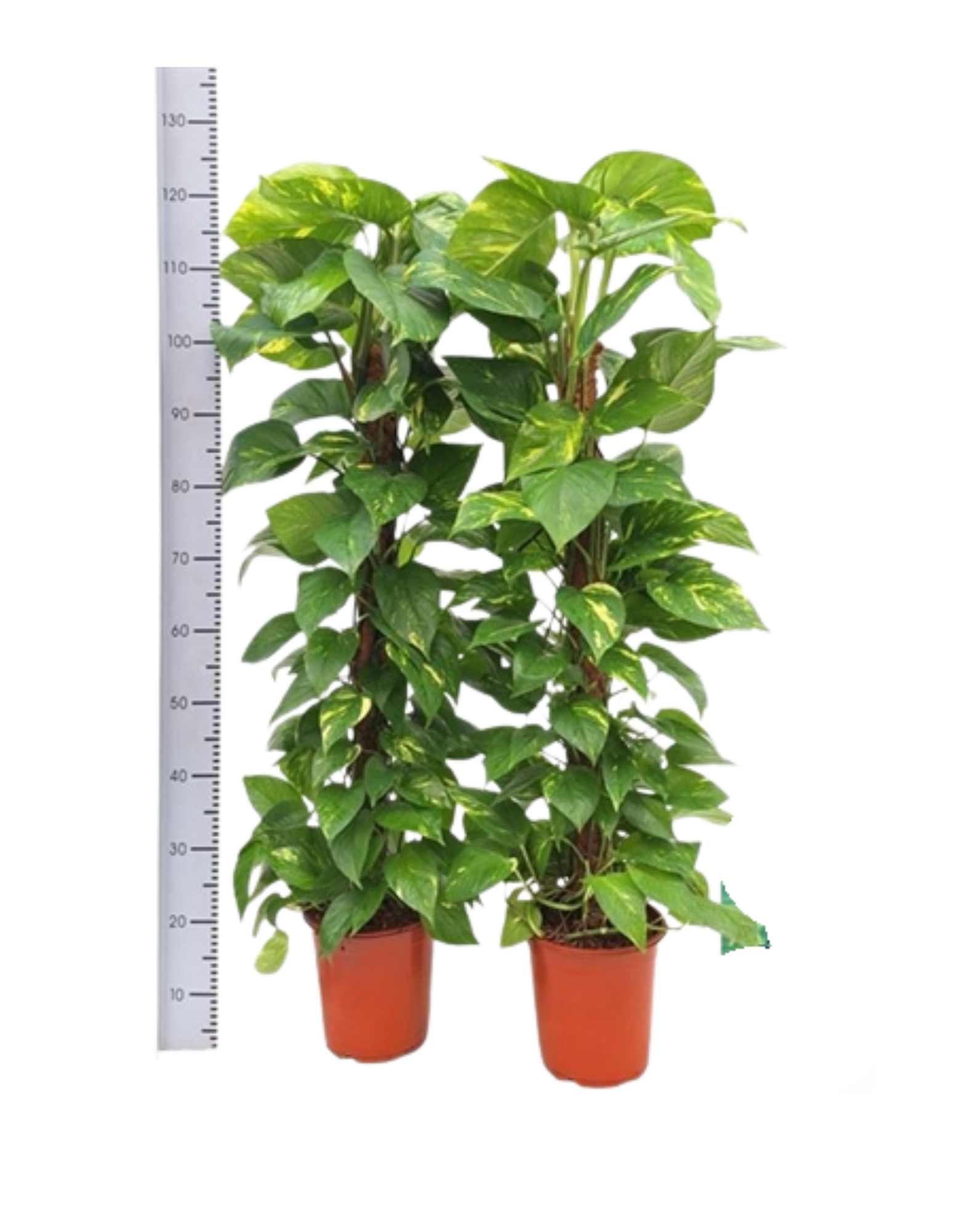 pothos plant ireland Epipremnum Aureum 'Golden Pothos'