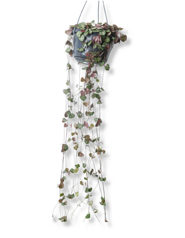 Ceropegia woodii 'String of Hearts'