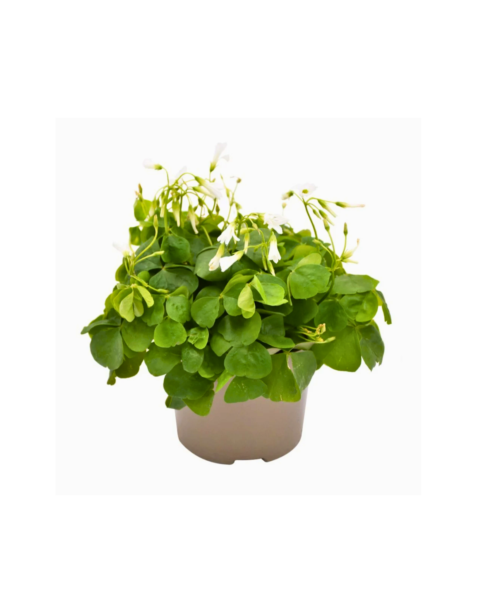 16+ Green Oxalis Oxalis Triangularis Green 'False Shamrock' – Memento Belfast