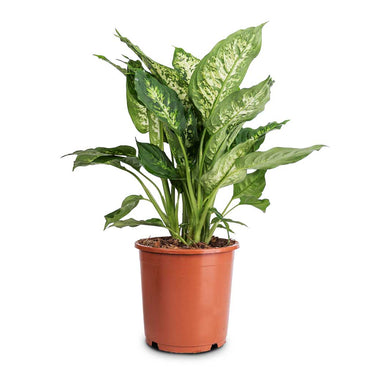 Dieffenbachia - Dumb Cane