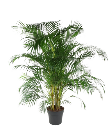 Dypsis Lutescens - Areca Palm