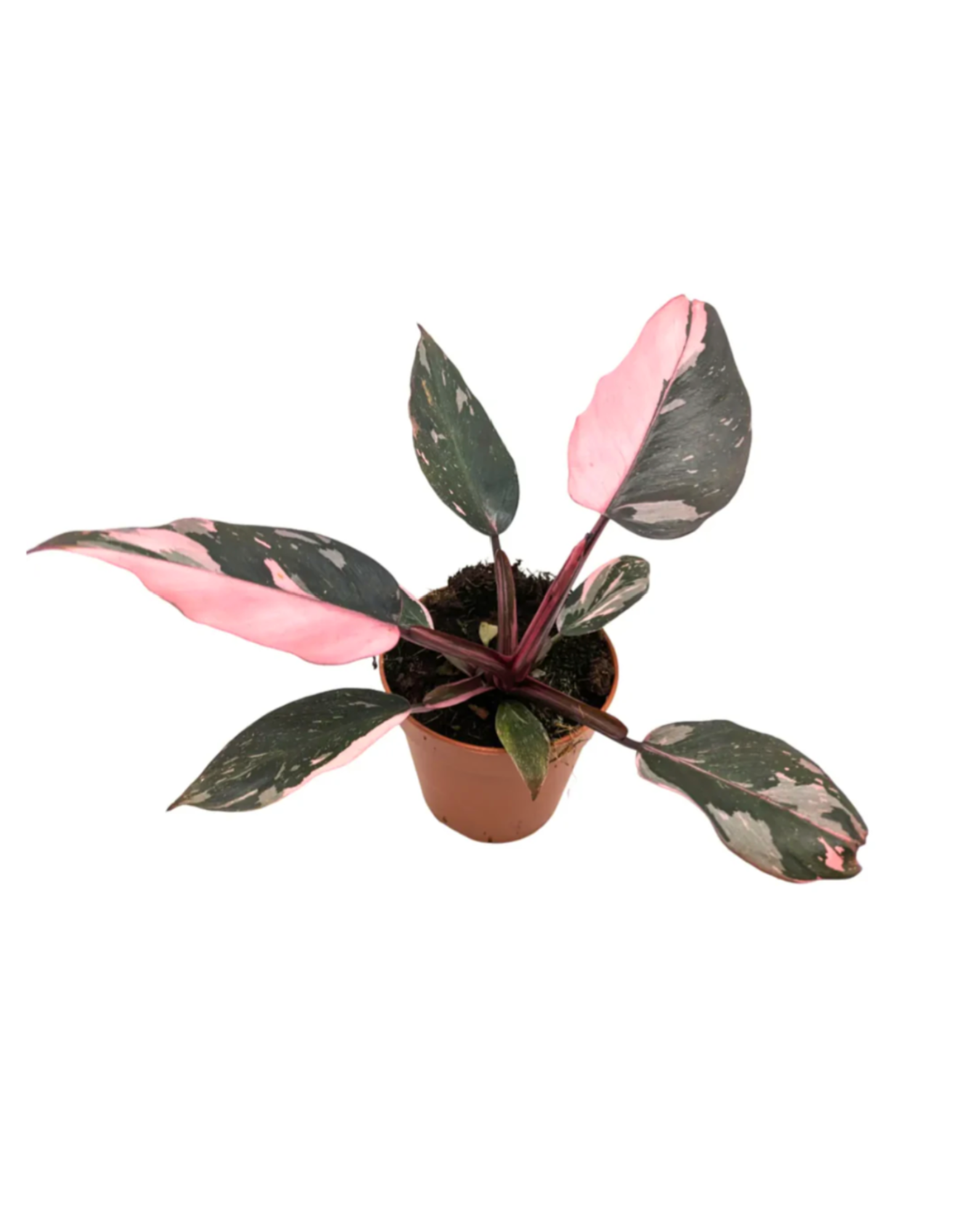 pink princess philodendron bunnings Philodendron Pink Princess – Memento Belfast