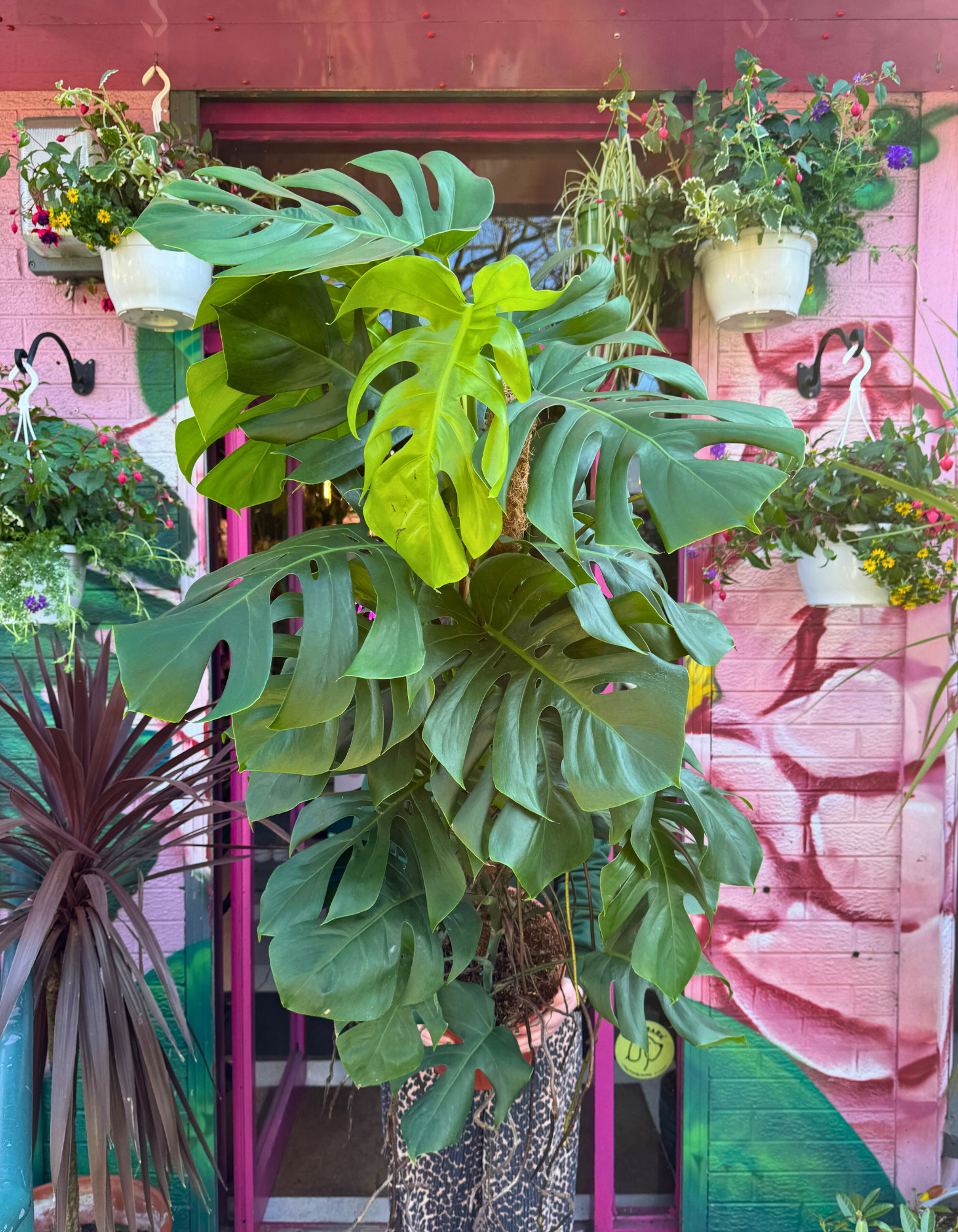 monstera plant ireland Monstera Deliciosa 'Swiss Cheese Plant' – Memento Belfast