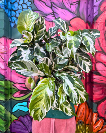 Calathea White Fusion