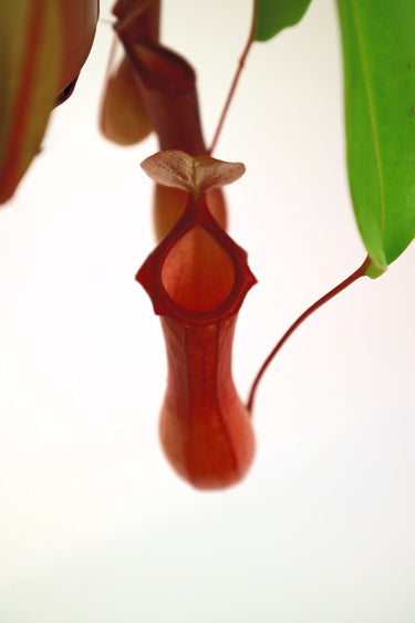 Nepenthes 'Monkey Cups' Plant