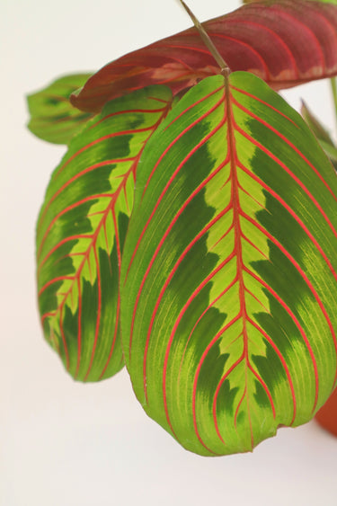 Maranta Leuconeura 'Prayer Plant'