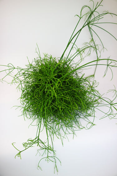 Hanging Rhipsalis