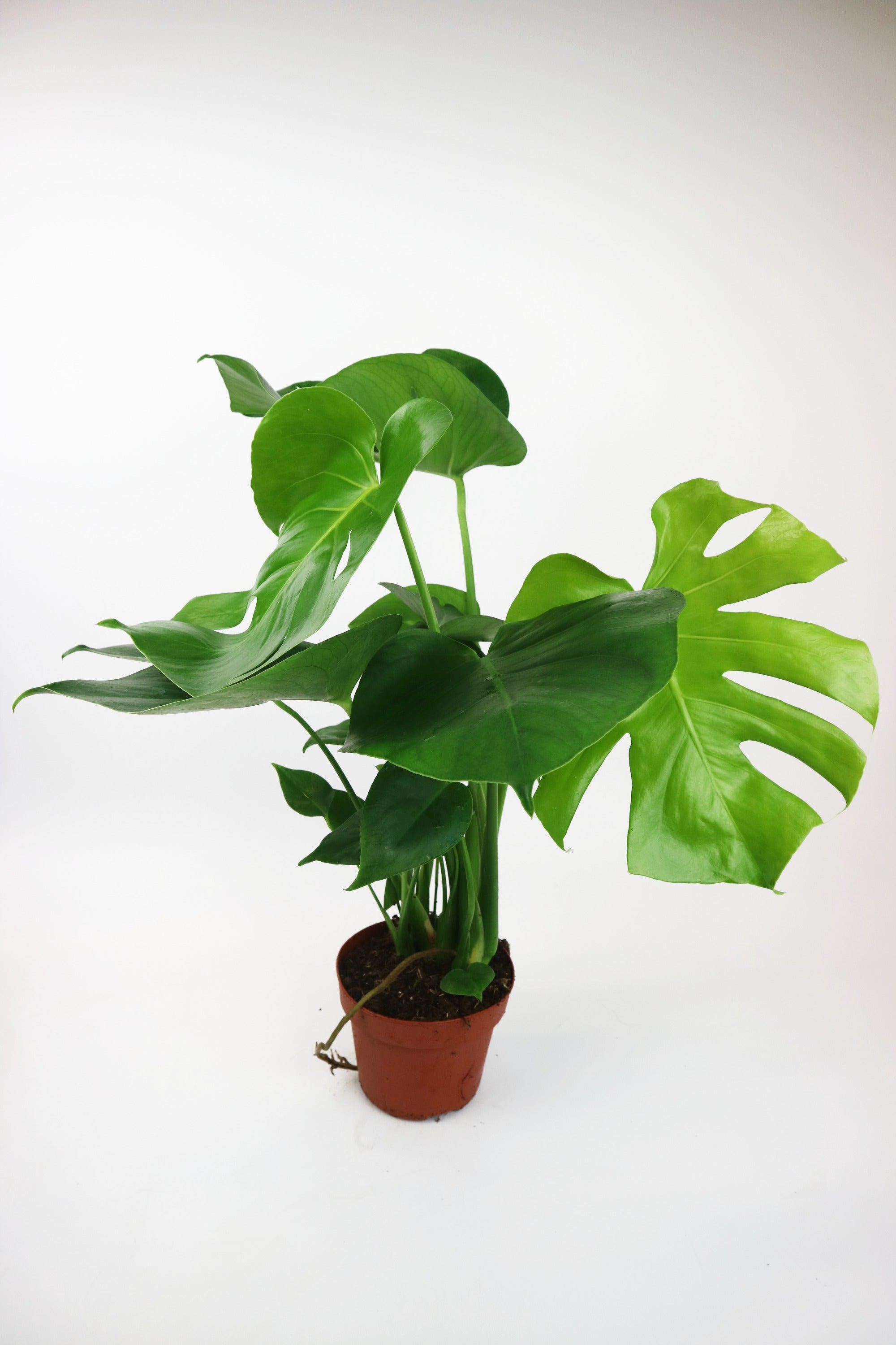 monstera deliciosa ireland Monstera Deliciosa 'Swiss Cheese Plant' – Memento Belfast
