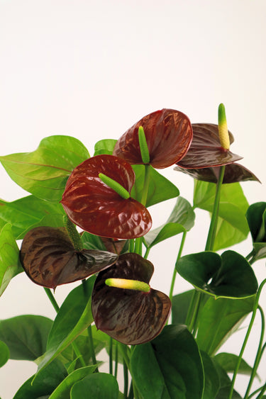 Anthurium