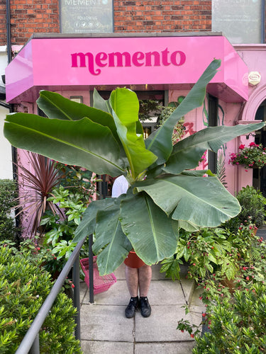 Banana Plant – Memento Belfast houseplant product photo 2