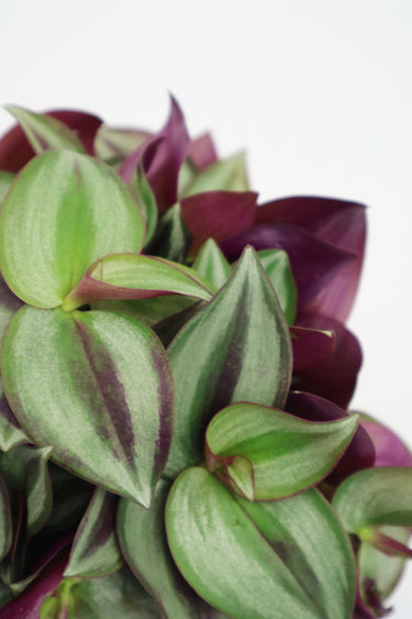 Tradescantia