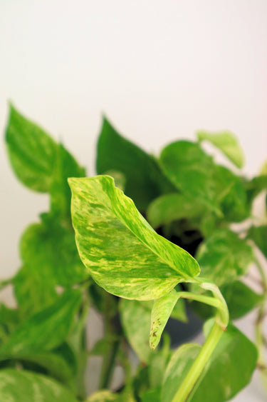 Epipremnum 'Marble Queen'