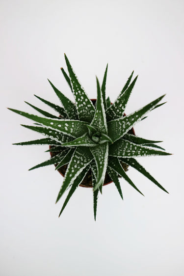 Aloe Haworthia
