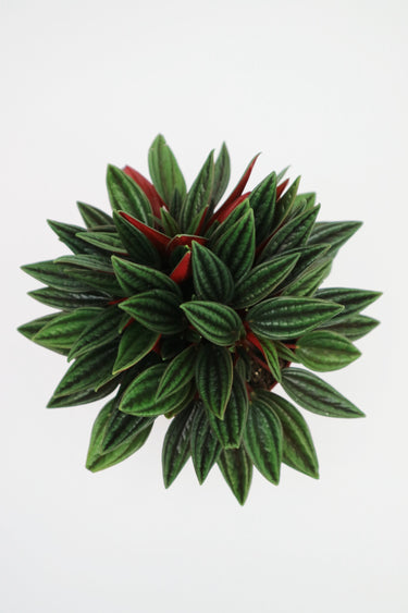 Peperomia Rosso