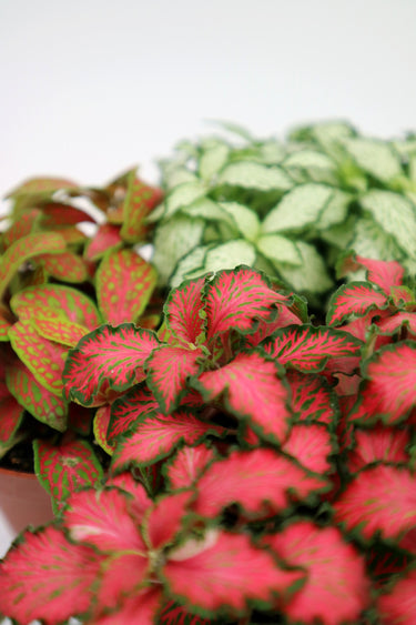 Fittonia