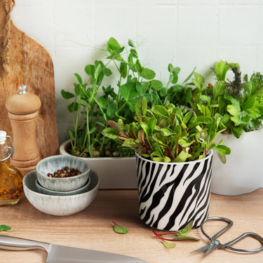 Zebra Print Planter