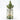 Nordic Spruce Xmas Tree Grow Kit