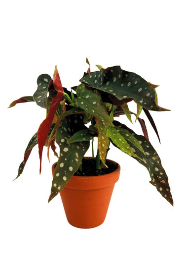Polka Dot Plant 'Begonia Maculata Wightii'