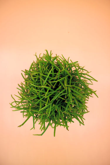 Rhipsalis