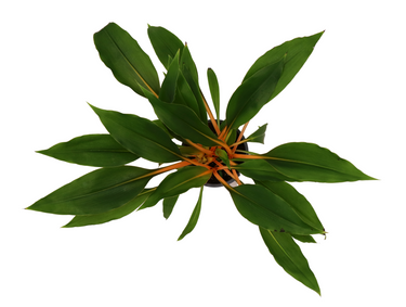 Fire Flash Spider Plant – Memento Belfast plant product photo 2
