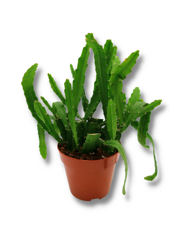 Epiphyllum Anguliger - Fishbone Cactus
