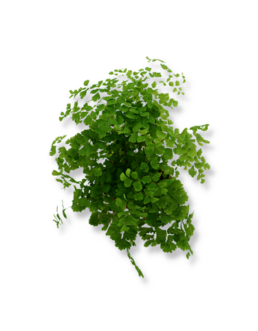 Adiantum Fragrans 'Maidenhair Fern'