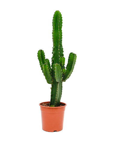 Euphorbia Desert Mix