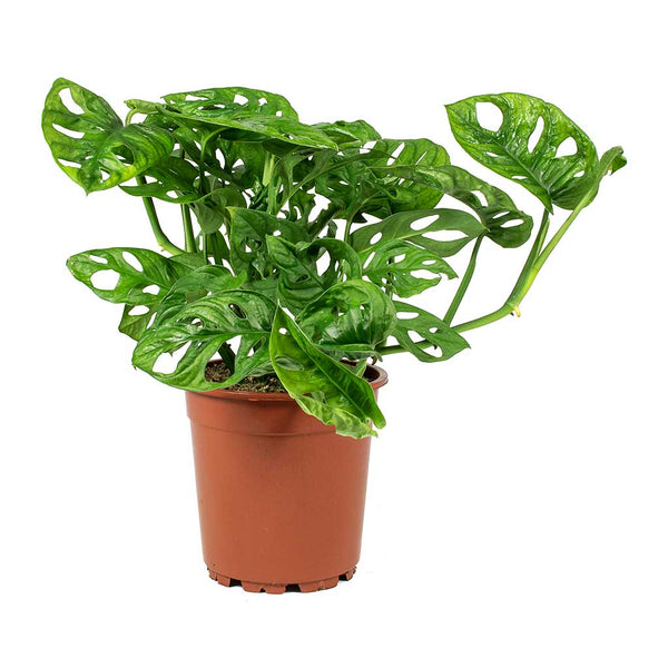monkey money plant Pilea Peperomioides 'Chinese Money Plant' – Memento Belfast