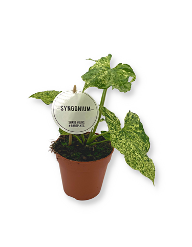 Syngonium Mottled - Mojito