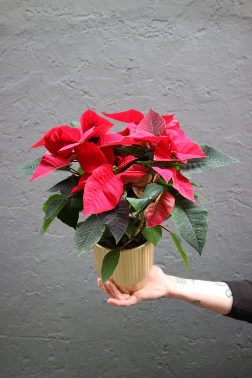 Potted Poinsettia Plant