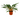 Fire Flash Spider Plant – Memento Belfast plant product photo 1