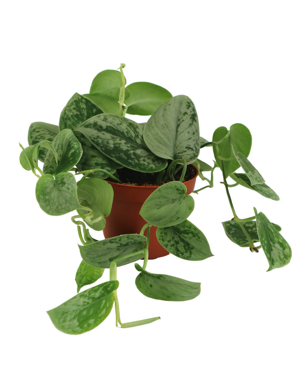 Scindapsus Pictus 'Satin Pothos'