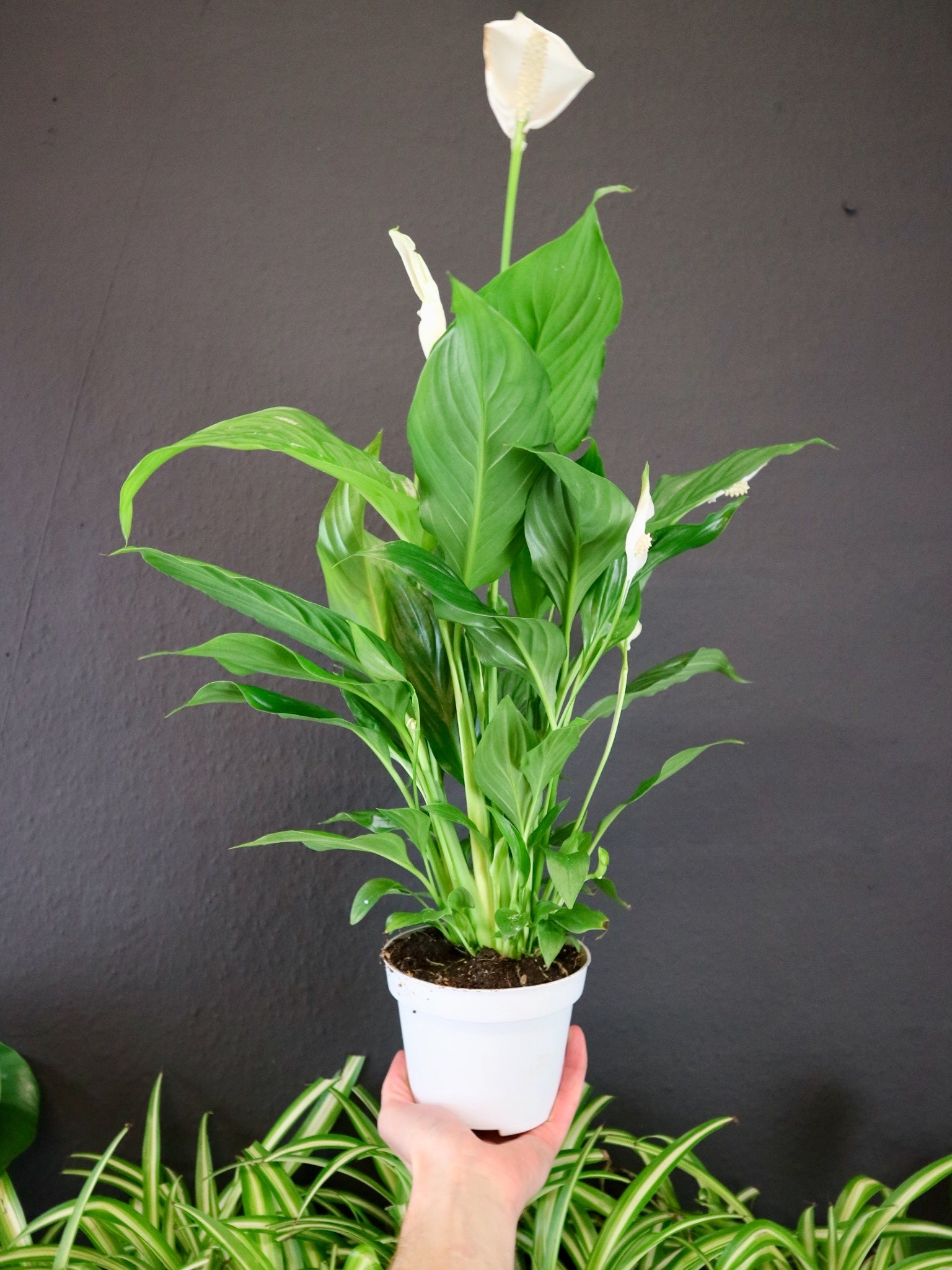 peace lily chopin Spathiphyllum 'Peace Lily' | Plant Shop Belfast