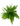 Nephrolepis - Boston Fern