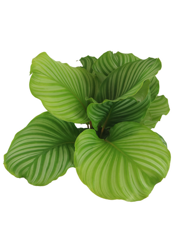 Calathea Orbifolia